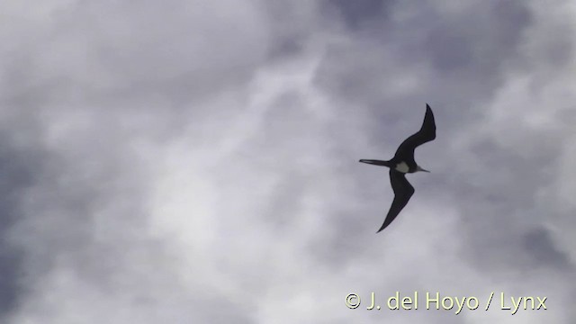 Great Frigatebird - ML201396121