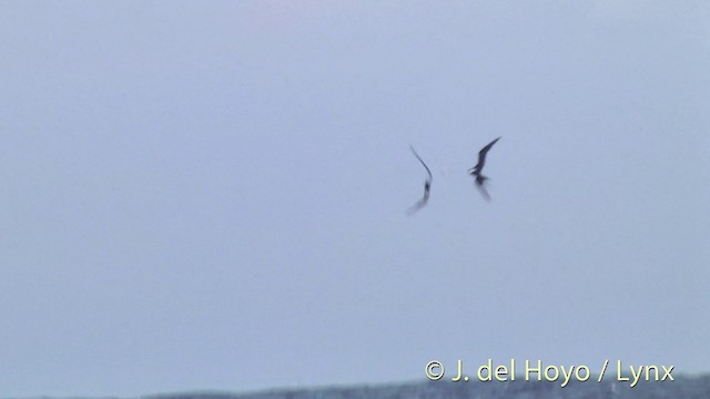 Great Frigatebird - ML201396131