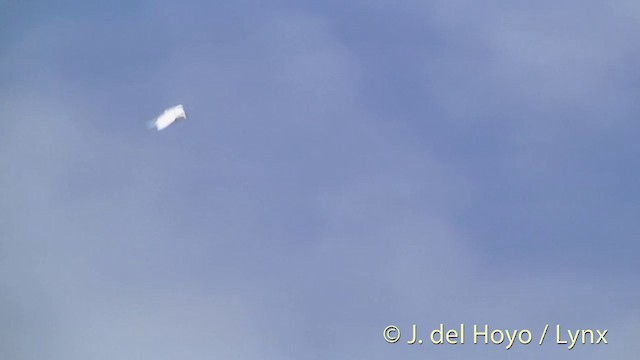 White Tern (Pacific) - ML201396141