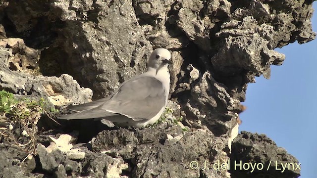 Gray Noddy - ML201396191