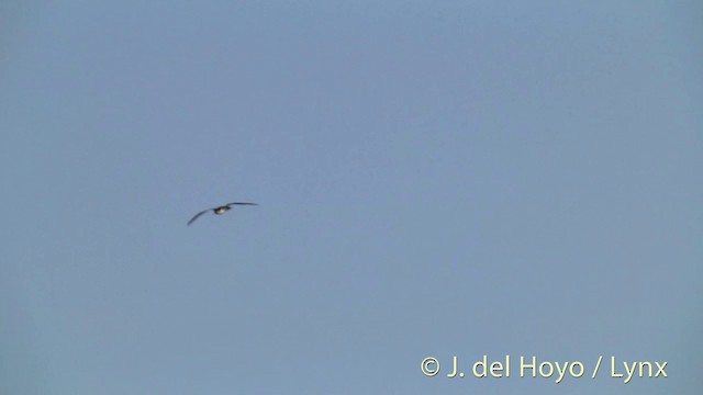 Petrel del Herald - ML201396201