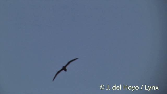 Murphy's Petrel - ML201396251