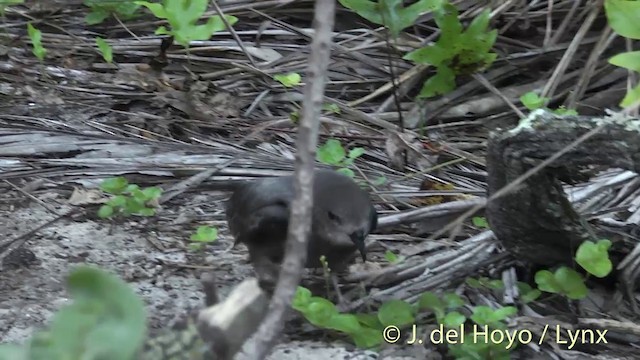 Murphy's Petrel - ML201396261