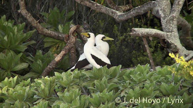 藍臉鰹鳥 - ML201396271