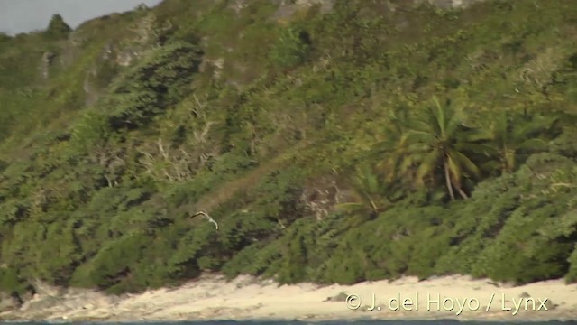 Masked Booby - ML201396281