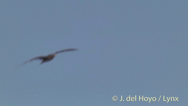 Red-footed Booby (Indopacific) - ML201396291