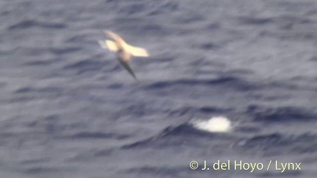 Red-footed Booby (Indopacific) - ML201396301