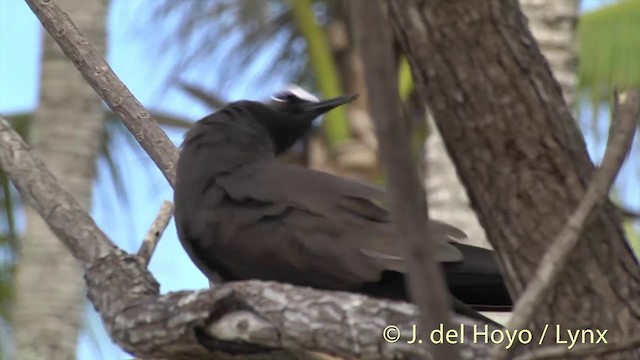 Brown Noddy - ML201396391