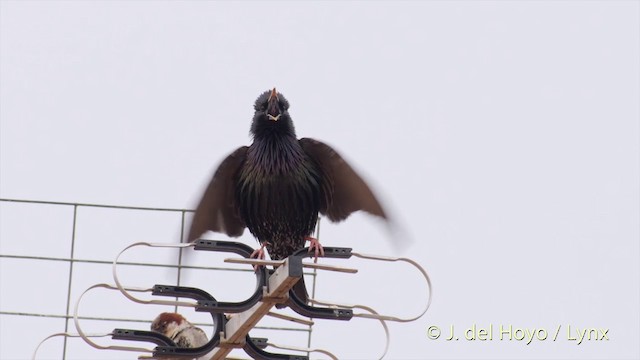 European Starling - ML201396491