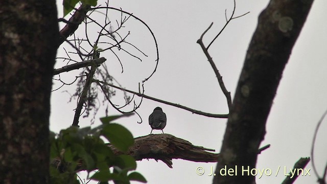 Jungle Myna - ML201396711