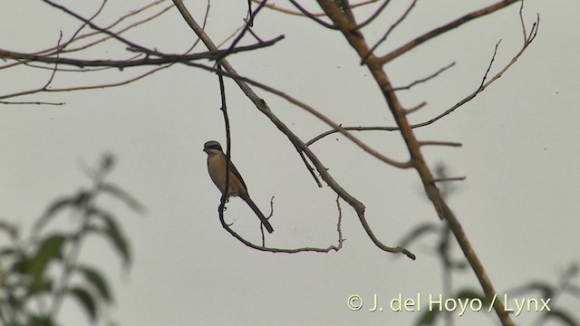 Gray-backed Shrike - ML201396771