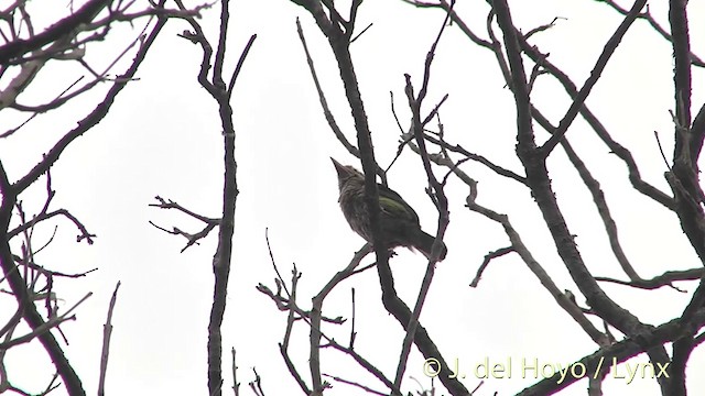 Streifenbartvogel - ML201396781