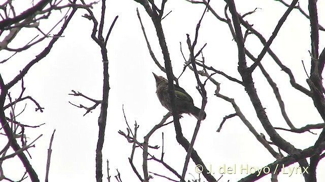 Lineated Barbet - ML201396781