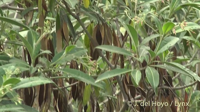 Mrs. Gould's Sunbird (Yellow-breasted) - ML201396921