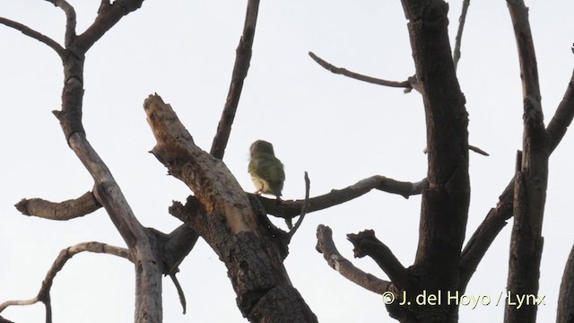 Coppersmith Barbet - ML201396991