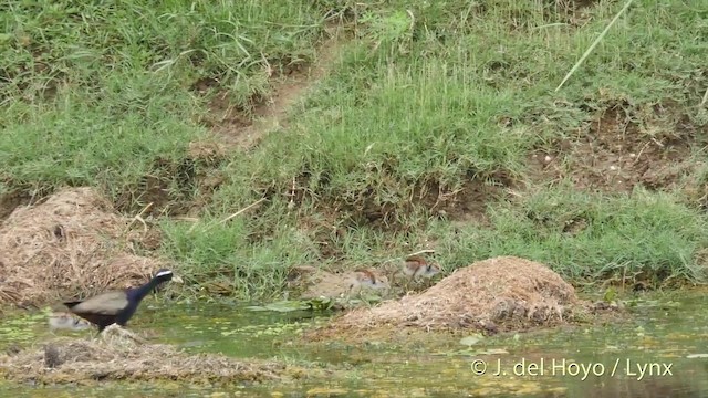 Bronzeblatthühnchen - ML201397001