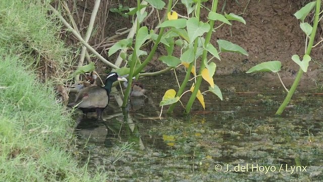 Bronzeblatthühnchen - ML201397011