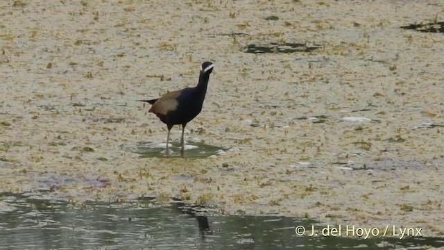 Bronzeblatthühnchen - ML201397021