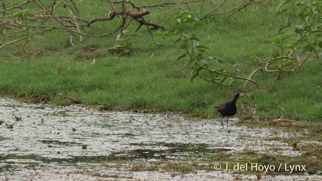 Bronze-winged Jacana - ML201397031