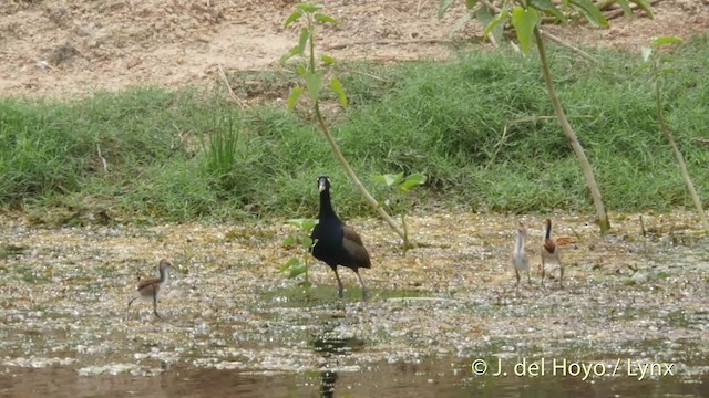 Bronzeblatthühnchen - ML201397041