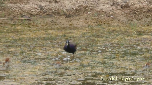 bronsebladhøne - ML201397051