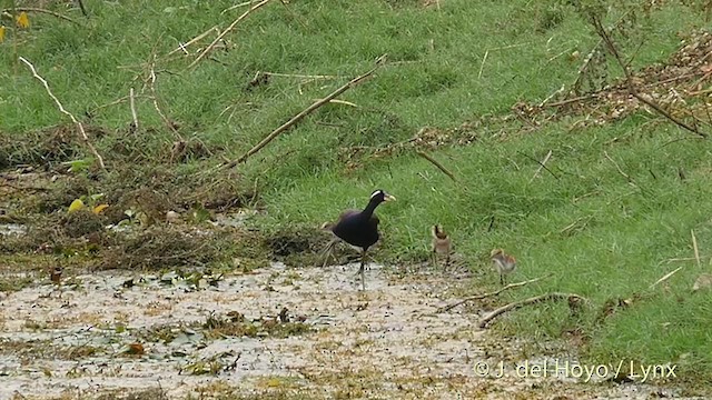 Bronzeblatthühnchen - ML201397061