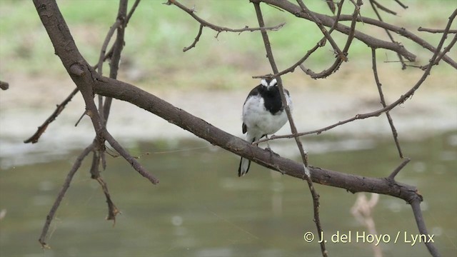 White-browed Wagtail - ML201397071