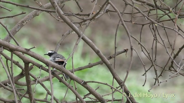 White-browed Wagtail - ML201397081