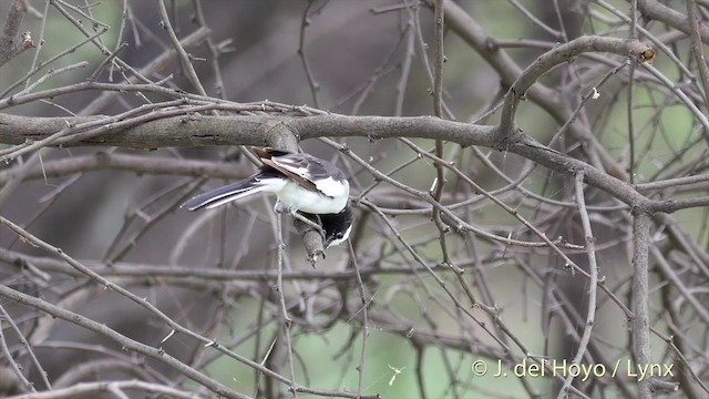 White-browed Wagtail - ML201397091