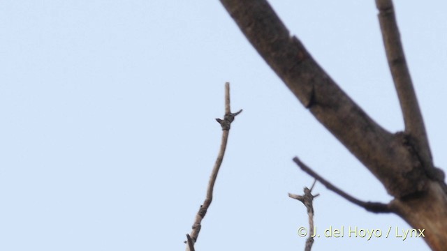 Indian Golden Oriole - ML201397111