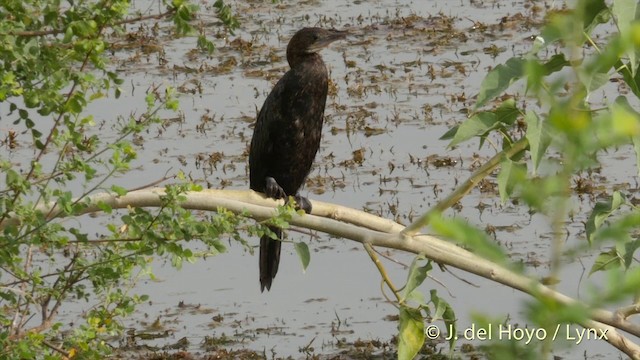 Cormorán de Java - ML201397121