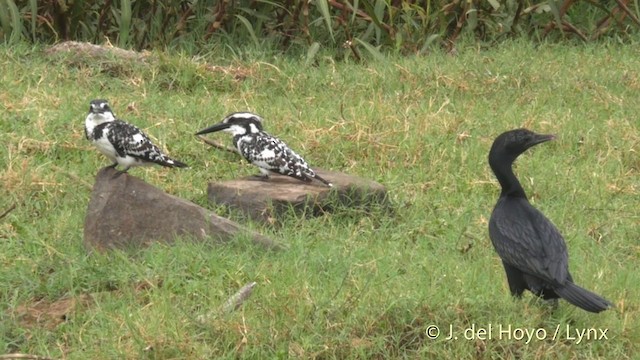 Cormorán de Java - ML201397131