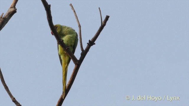 Yeşil Papağan - ML201397151