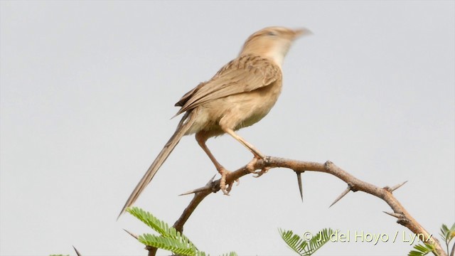 Common Babbler - ML201397211