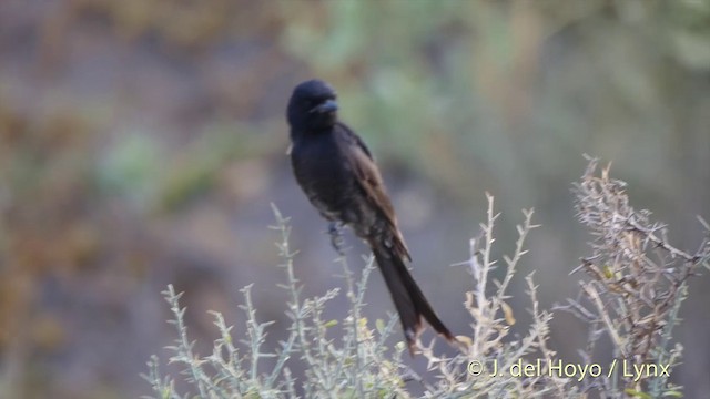 Black Drongo - ML201397331