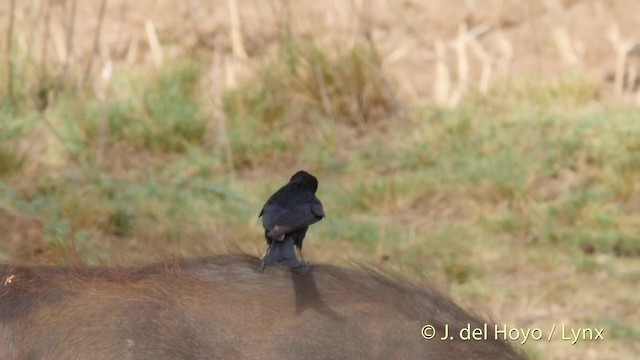 Königsdrongo - ML201397341