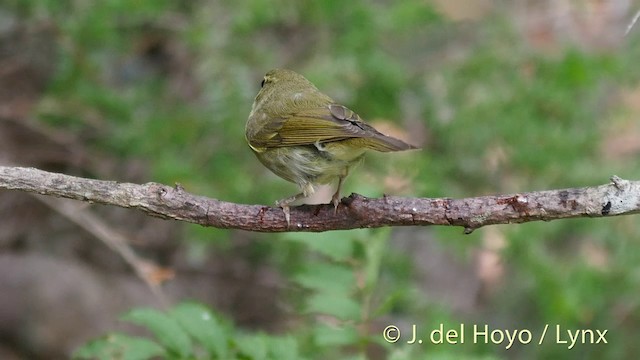 Japanese Leaf Warbler - ML201397451