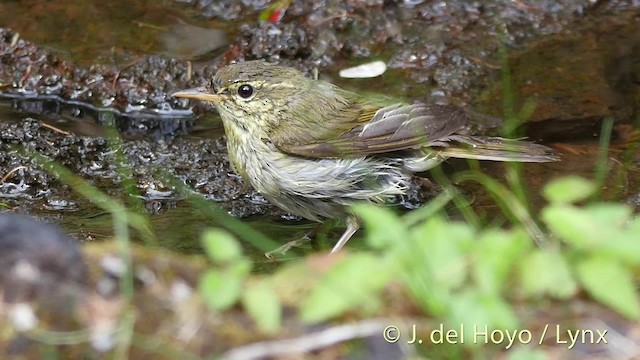 Japanese Leaf Warbler - ML201397461