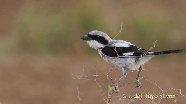 Great Gray Shrike (Indian) - ML201397481