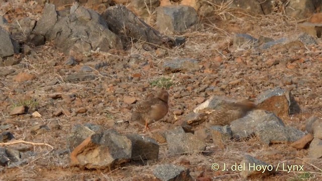 Rock Bush-Quail - ML201397531