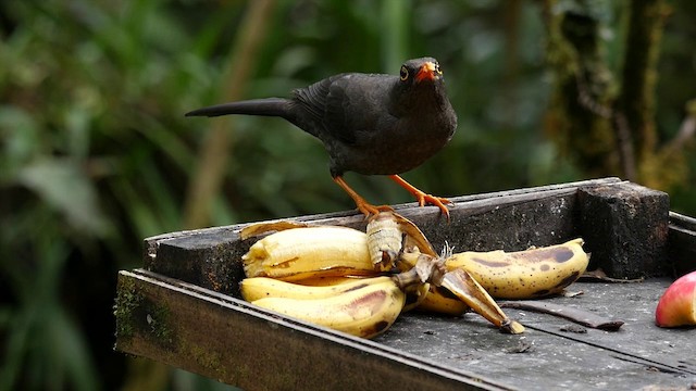 Great Thrush - ML201397631