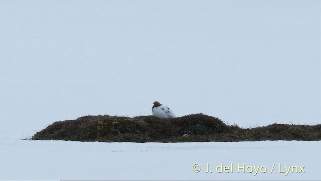 Willow Ptarmigan - ML201397711