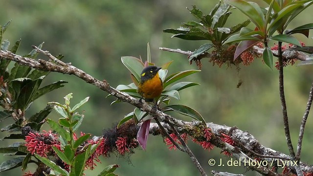 Tangara Lacrimosa (grupo palpebrosus) - ML201397821