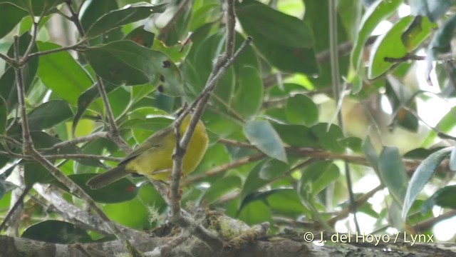 Paruline citrine (groupe luteoviridis) - ML201397831