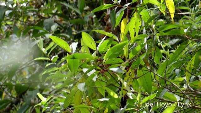 Gray-hooded Bush Tanager (rubrirostris) - ML201397891