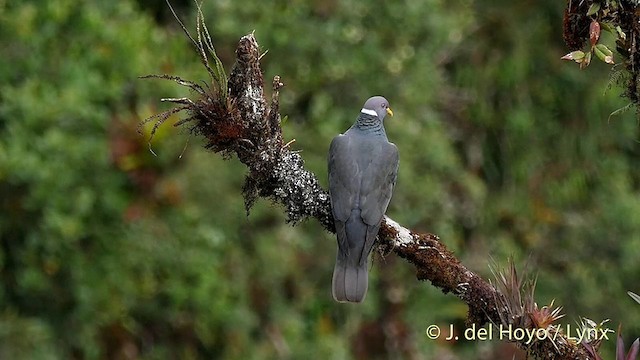 Pigeon à queue barrée (groupe albilinea) - ML201397901