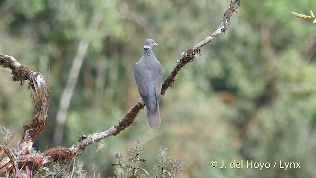 Полосатохвостый голубь [группа albilinea] - ML201397911