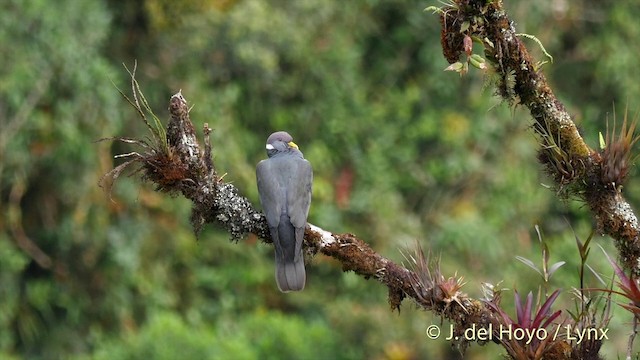Полосатохвостый голубь [группа albilinea] - ML201397921