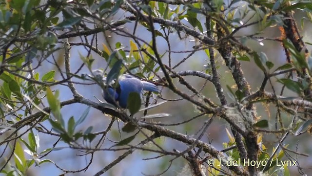 Turquoise Jay - ML201397931