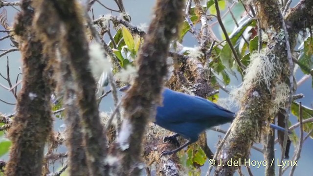 Turquoise Jay - ML201397941